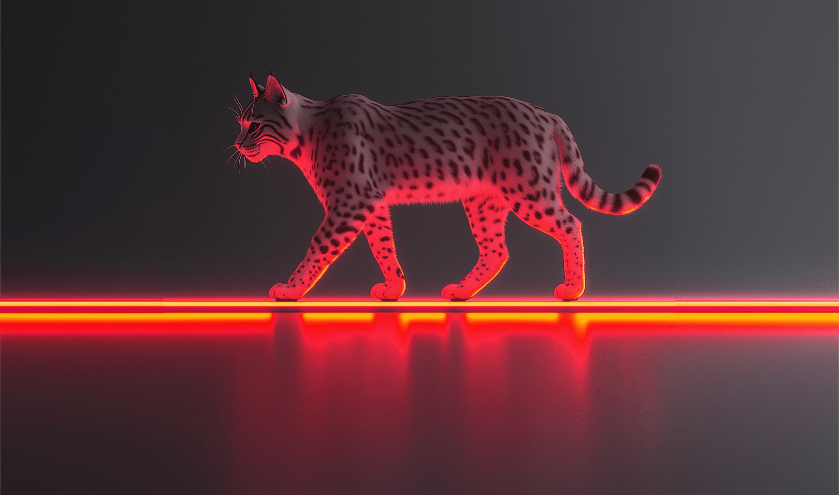 Cat’s out of the bag